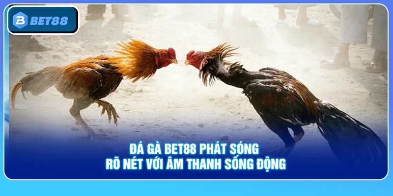 Đá gà Bet88