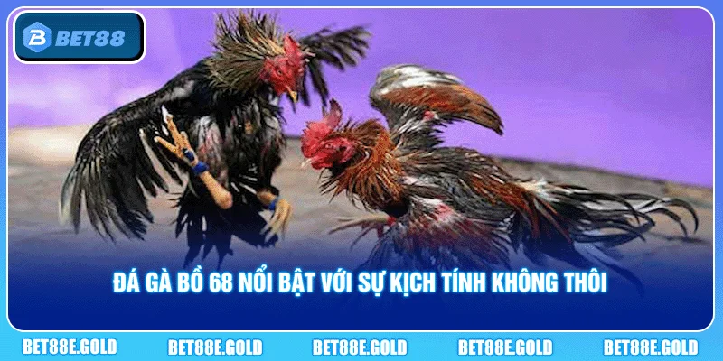 Đá gà bồ 68